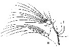 Espèce Stephos gyrans - Planche 5 de figures morphologiques