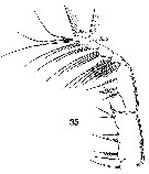 Espèce Stephos gyrans - Planche 9 de figures morphologiques