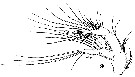 Espèce Paracalanus indicus - Planche 21 de figures morphologiques