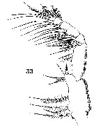 Espèce Paracalanus indicus - Planche 23 de figures morphologiques