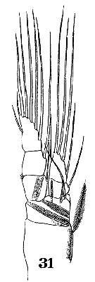 Species Paracalanus indicus - Plate 24 of morphological figures