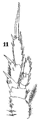 Espèce Paracalanus indicus - Planche 25 de figures morphologiques
