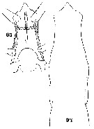 Espèce Pareucalanus attenuatus - Planche 19 de figures morphologiques