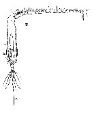 Espèce Pareucalanus attenuatus - Planche 21 de figures morphologiques