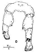 Species Stephos lucayensis - Plate 3 of morphological figures