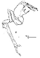 Espèce Stephos lucayensis - Planche 5 de figures morphologiques