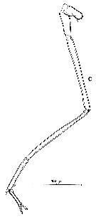 Espèce Mesaiokeras nanseni - Planche 2 de figures morphologiques