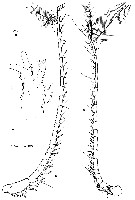 Species Calanus finmarchicus - Plate 17 of morphological figures