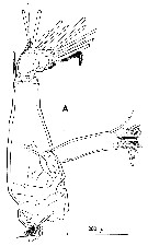 Espèce Candacia norvegica - Planche 9 de figures morphologiques