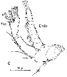 Espce Ridgewayia wilsonae - Planche 3 de figures morphologiques