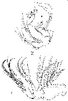 Species Pseudocyclops bahamensis - Plate 12 of morphological figures