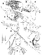 Species Maemonstrilla simplex - Plate 1 of morphological figures