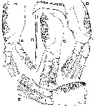 Espce Maemonstrilla okame - Planche 2 de figures morphologiques