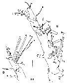 Species Maemonstrilla simplex - Plate 2 of morphological figures