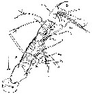 Espce Maemonstrilla okame - Planche 1 de figures morphologiques