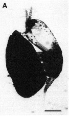 Species Maemonstrilla polka - Plate 11 of morphological figures