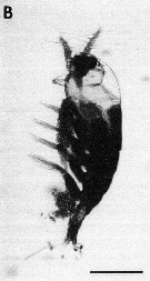 Species Maemonstrilla turgida - Plate 11 of morphological figures