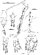 Espce Ridgewayia stygia - Planche 4 de figures morphologiques