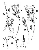 Espce Cymbasoma cocoense - Planche 3 de figures morphologiques