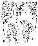 Species Monstrillopsis chathamensis - Plate 2 of morphological figures