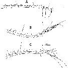 Espèce Calanus pacificus - Planche 8 de figures morphologiques