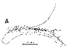 Species Undinula vulgaris - Plate 17 of morphological figures