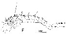 Species Neocalanus robustior - Plate 15 of morphological figures