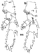 Espèce Pseudochirella obesa - Planche 16 de figures morphologiques