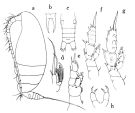 Espèce Scolecithricella tropica - Planche 1 de figures morphologiques