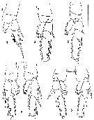 Espèce Pertsovius heterodentatus - Planche 2 de figures morphologiques