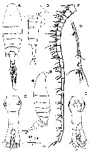 Species Centropages uedai - Plate 1 of morphological figures