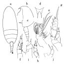 Species Scolecithricella modica - Plate 1 of morphological figures