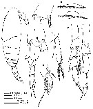 Espèce Calanoides carinatus - Planche 12 de figures morphologiques