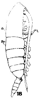 Espèce Calanoides carinatus - Planche 19 de figures morphologiques
