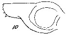 Espèce Calanoides carinatus - Planche 22 de figures morphologiques