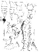 Espce Centropages brevifurcus - Planche 3 de figures morphologiques
