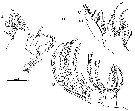 Espce Centropages brevifurcus - Planche 4 de figures morphologiques