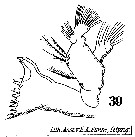 Espèce Acrocalanus longicornis - Planche 14 de figures morphologiques