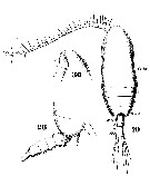 Espèce Paracalanus indicus - Planche 31 de figures morphologiques