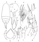 Espèce Amallothrix paravalida - Planche 1 de figures morphologiques