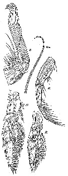 Species Elenacalanus princeps - Plate 6 of morphological figures