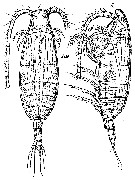 Espèce Spinocalanus angusticeps - Planche 9 de figures morphologiques