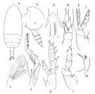 Espèce Pseudoamallothrix laminata - Planche 1 de figures morphologiques