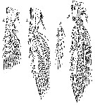 Espèce Spinocalanus angusticeps - Planche 11 de figures morphologiques