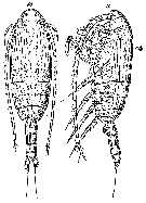 Espce Spinocalanus caudatus - Planche 1 de figures morphologiques
