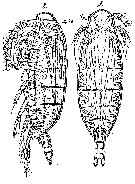 Espèce Spinocalanus magnus - Planche 11 de figures morphologiques