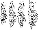Espce Mimocalanus major - Planche 3 de figures morphologiques