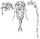 Espèce Monacilla typica - Planche 16 de figures morphologiques