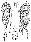 Espèce Monacilla tenera - Planche 2 de figures morphologiques