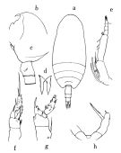 Species Scolecithricella timida - Plate 1 of morphological figures